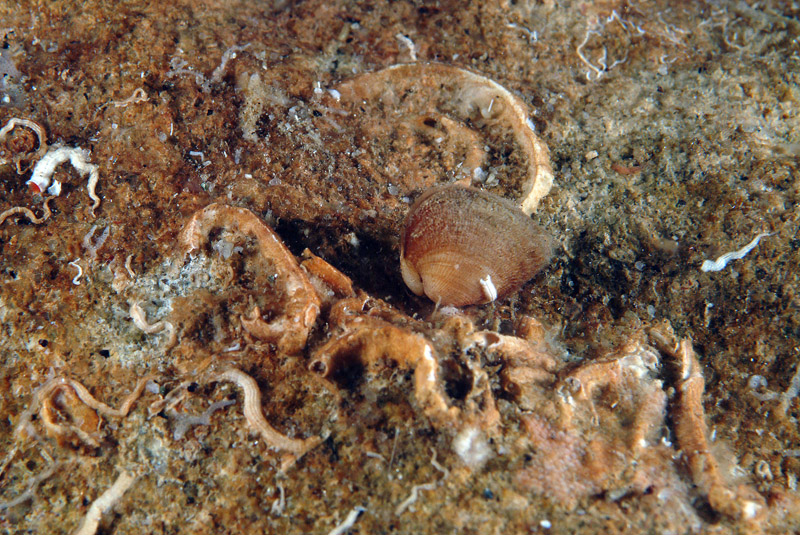 Striarca lactea